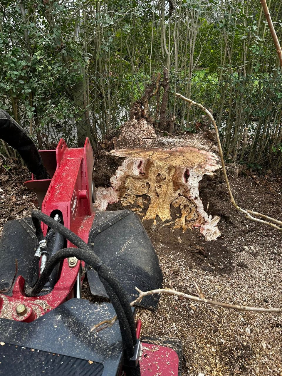 Avant : souche d'arbre à raser sur une pelouse