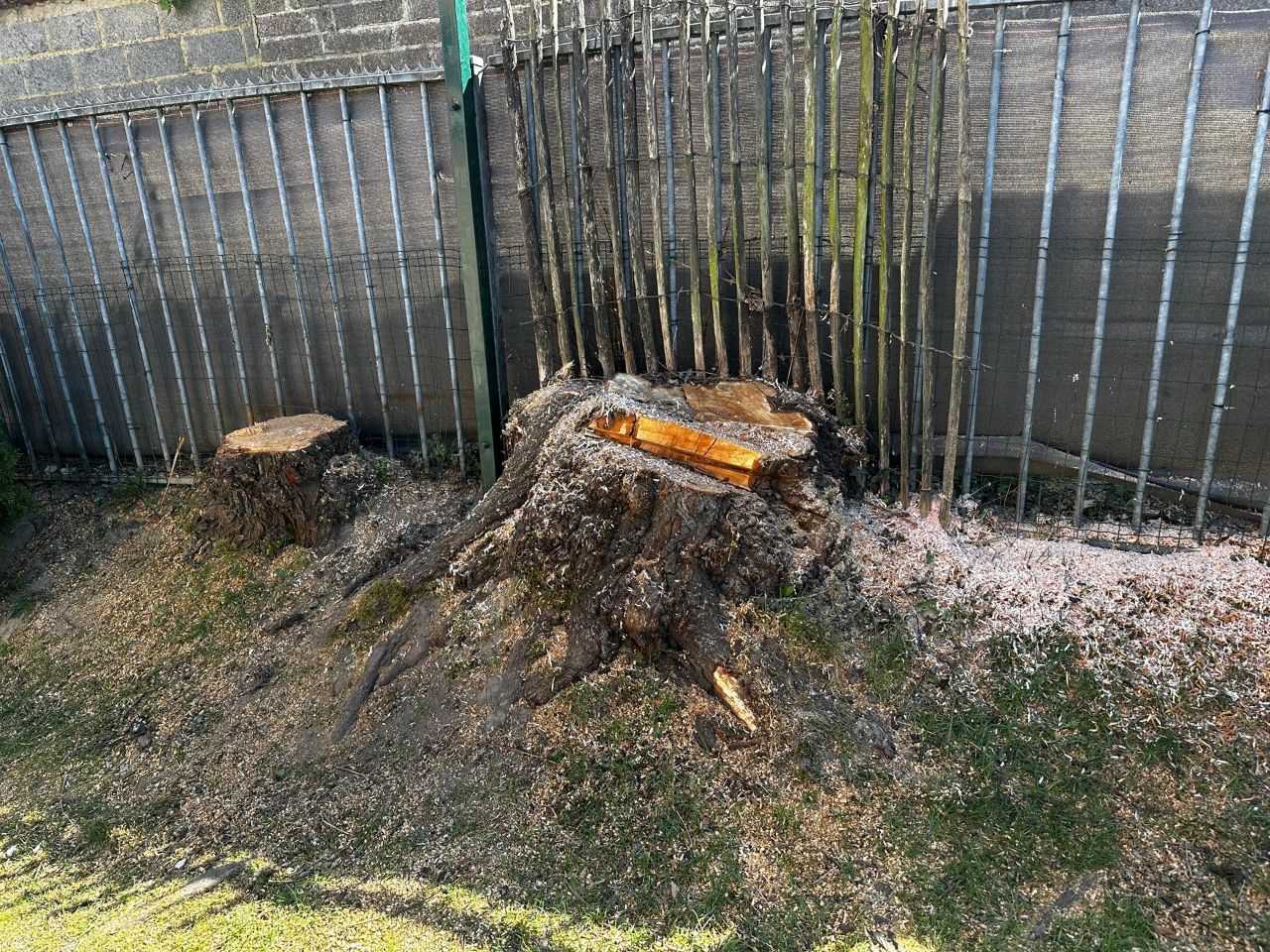 Avant : souche coupée à hauteur dans un jardin
